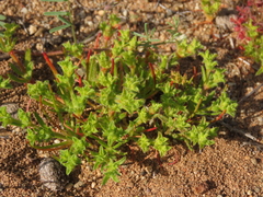 Lastarriaea chilensis