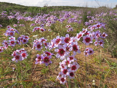 Leucocoryne purpurea