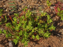 Lastarriaea chilensis