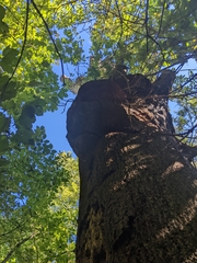 Ganoderma applanatum