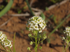 Menonvillea linearis