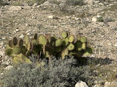 Opuntia strigil