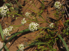 Menonvillea linearis