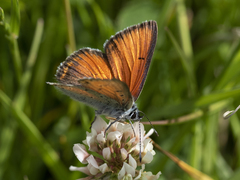 Lycaena hippothoe