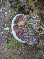 Ganoderma applanatum