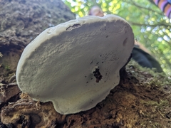 Ganoderma applanatum