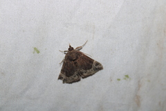 Hypena abalienalis