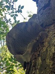 Ganoderma applanatum