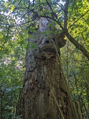 Ganoderma applanatum