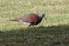 Nesoenas picturatus
