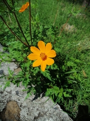 Cosmos sulphureus