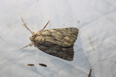 Catocala coccinata