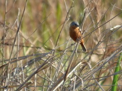 Sporophila hypoxantha