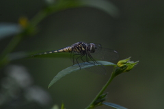 Brachydiplax sobrina