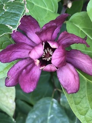 Calycanthus floridus