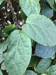 Calycanthus floridus
