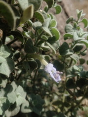 Barleria heterotricha