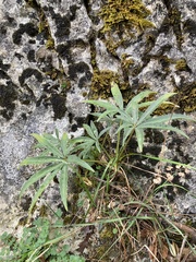 Helleborus foetidus