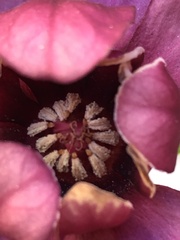 Calycanthus floridus