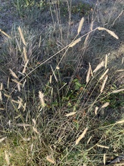 Bouteloua gracilis