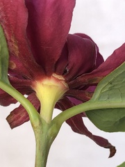 Calycanthus floridus