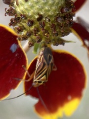 Calocoris barberi