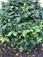 Calycanthus floridus