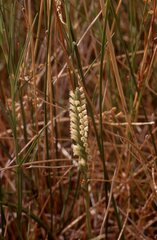 Spiranthes infernalis