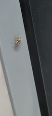 Plexippus paykulli