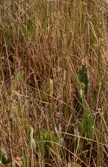 Spiranthes infernalis
