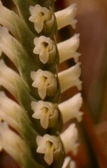 Spiranthes infernalis