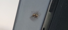 Plexippus paykulli