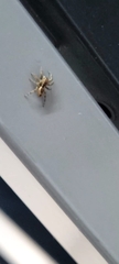 Plexippus paykulli