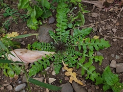 Capsella bursa-pastoris