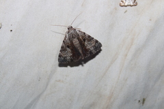 Catocala andromedae