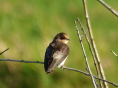 Alopochelidon fucata