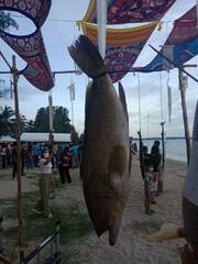 Epinephelus