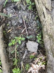 Proserpinaca palustris