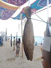 Epinephelus