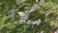 Pieris brassicae