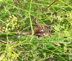 Eyprepocnemis plorans