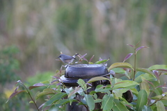 Zosterops mauritianus
