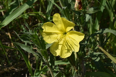 Oenothera affinis