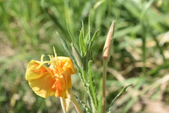 Oenothera affinis