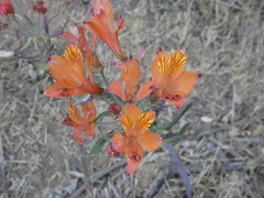 Alstroemeria ligtu
