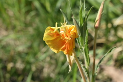 Oenothera affinis