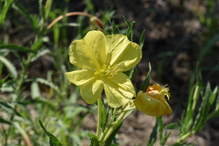 Oenothera affinis
