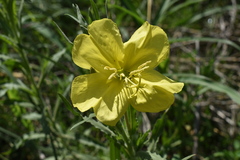 Oenothera affinis