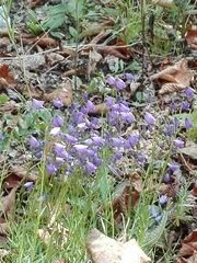 Campanula cespitosa