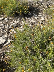 Sidneya tenuifolia